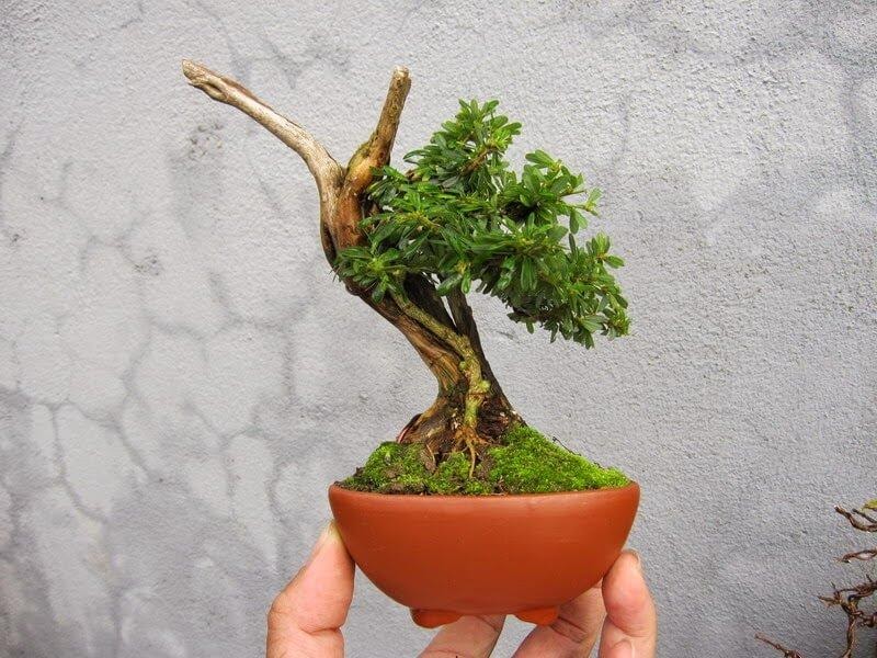 Cây cảnh bonsai Kim thanh mai có thời gian trồng ngắn hơn các loại cây kiểng bonsai nghệ thuật khác