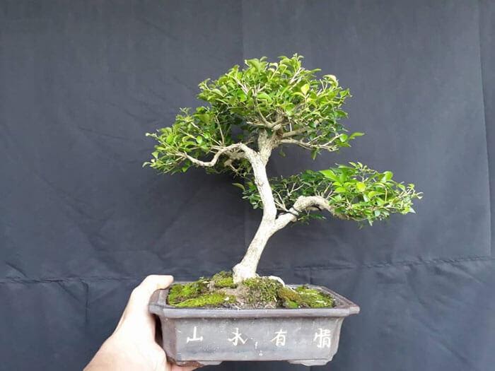 cay bonsai mini pho bien dep nhat 21