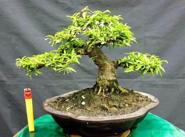 cay bonsai mini pho bien dep nhat 34
