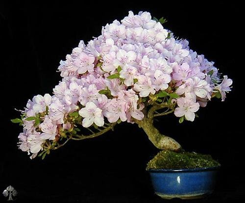 cây Trang Đỏ hay còn gọi là hoa mẫu đơn được nhiều người chọn làm cây cảnh bonsai trong nhà bởi cây có hoa to, đẹp