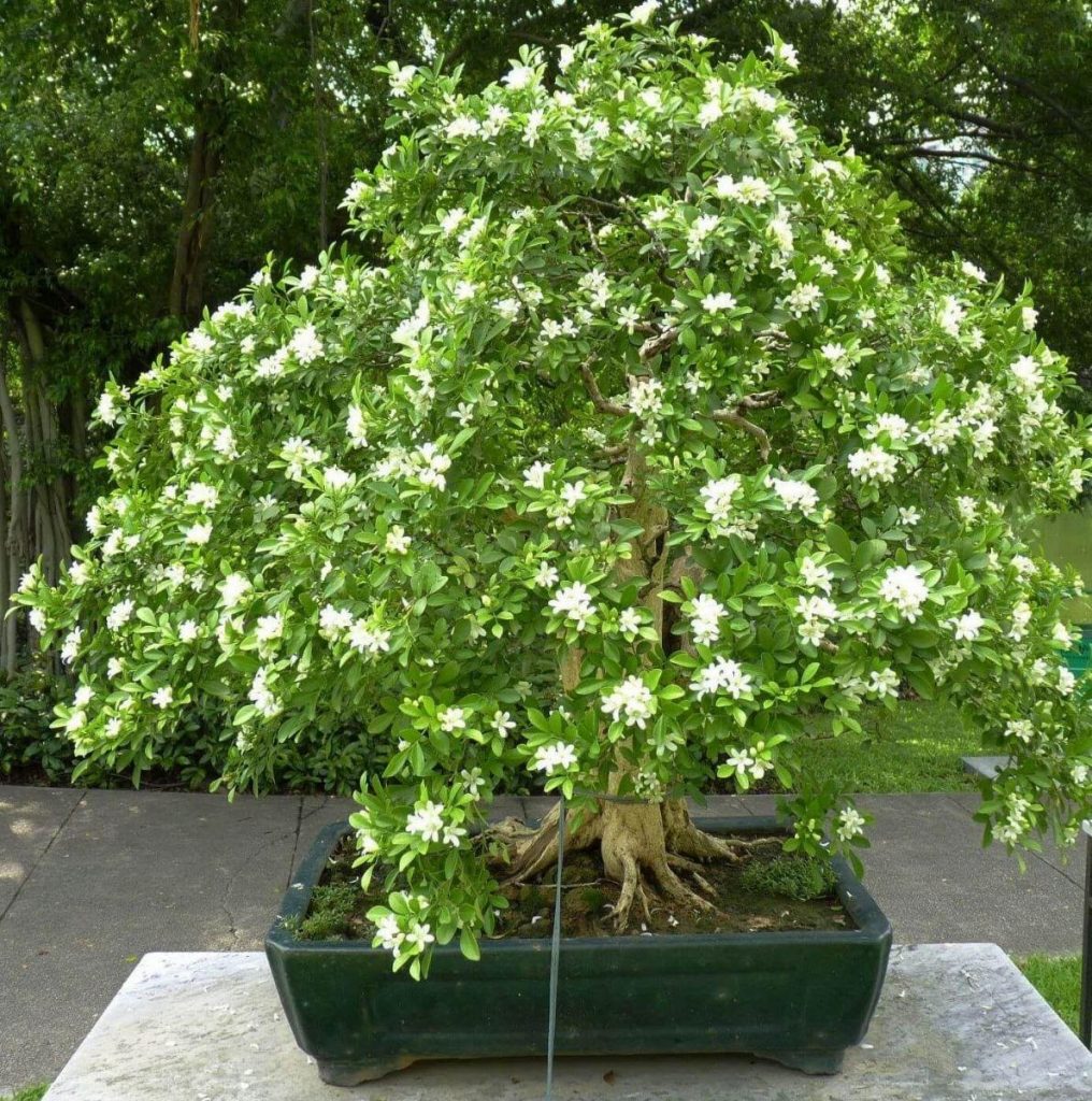 22+ loại cây cảnh dùng làm bonsai đẹp nhất